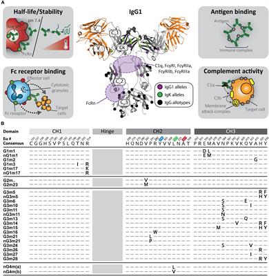 Frontiers | Beyond Allotypes: The Influence Of Allelic Diversity In ...